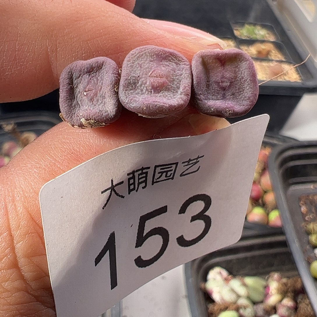 一物一拍。          153