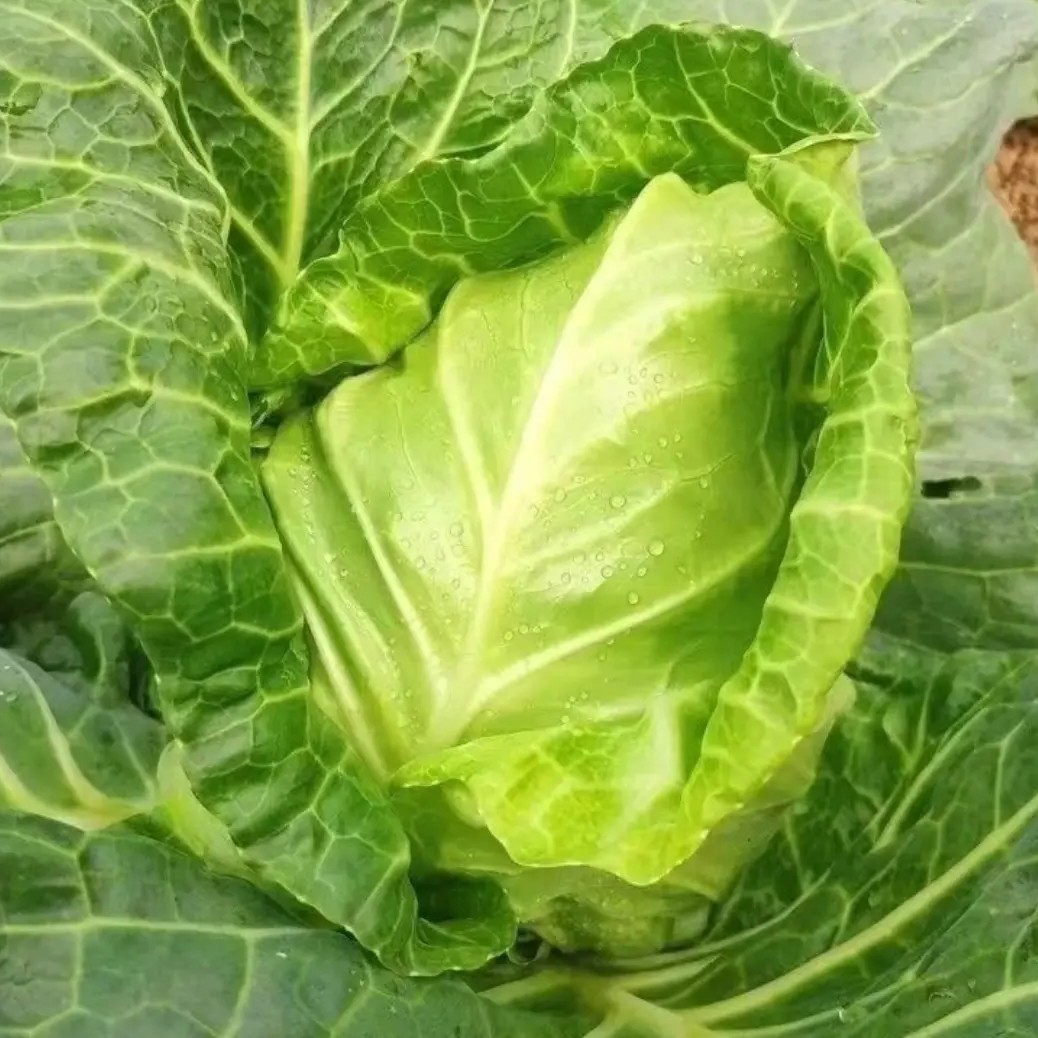 【牛心包菜】湘西农家自种新鲜卷心菜牛心甘蓝现摘应季蔬菜