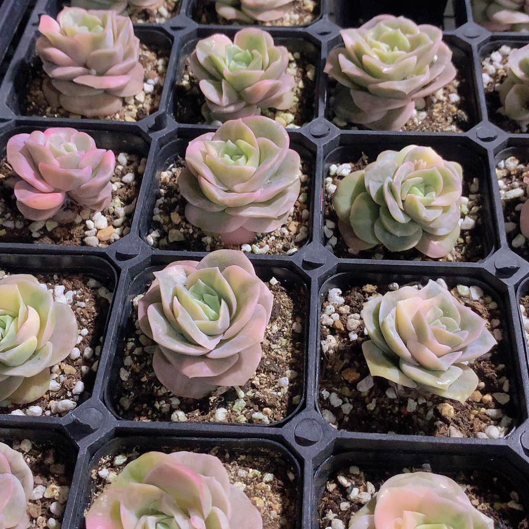 可爱玫瑰锦245789900000