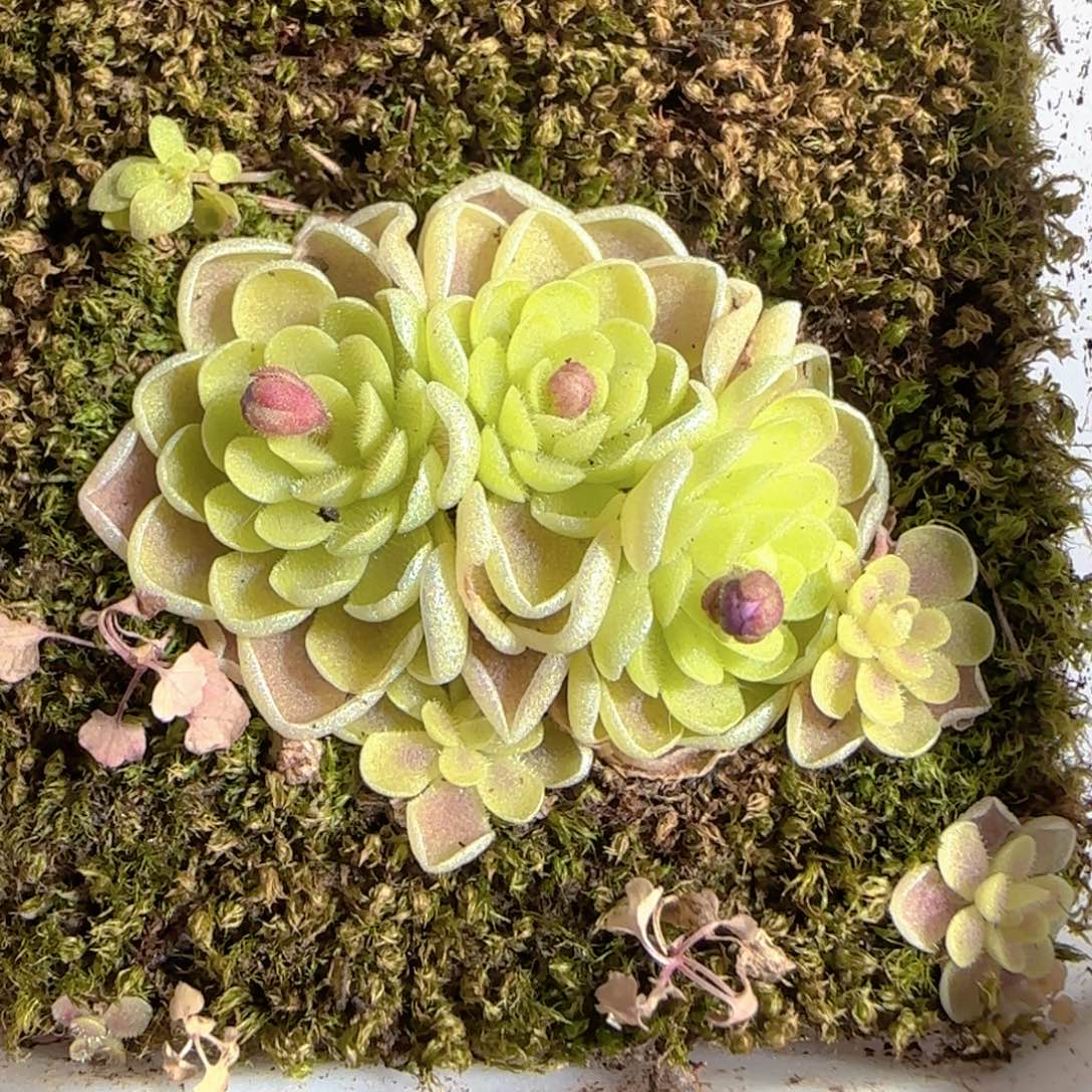 多肉1225-178捕虫堇