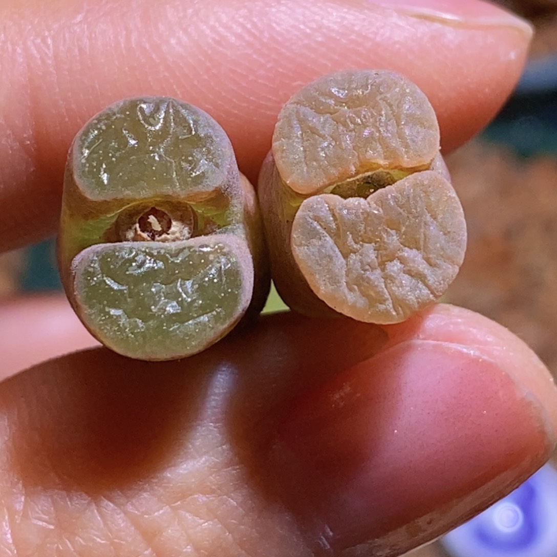 两颗班克两颗班克