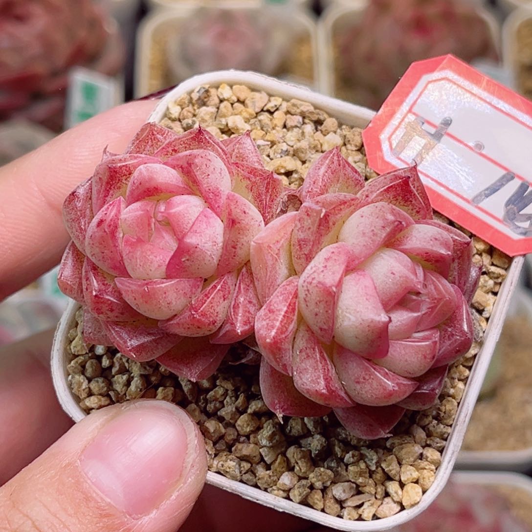 H145一物一拍 大溪地珍珠