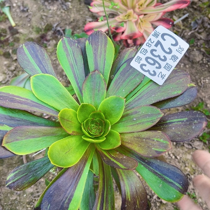 2363砍头无毒水墨丹青