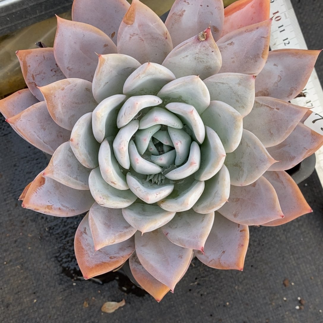 7921杂交多肉老桩