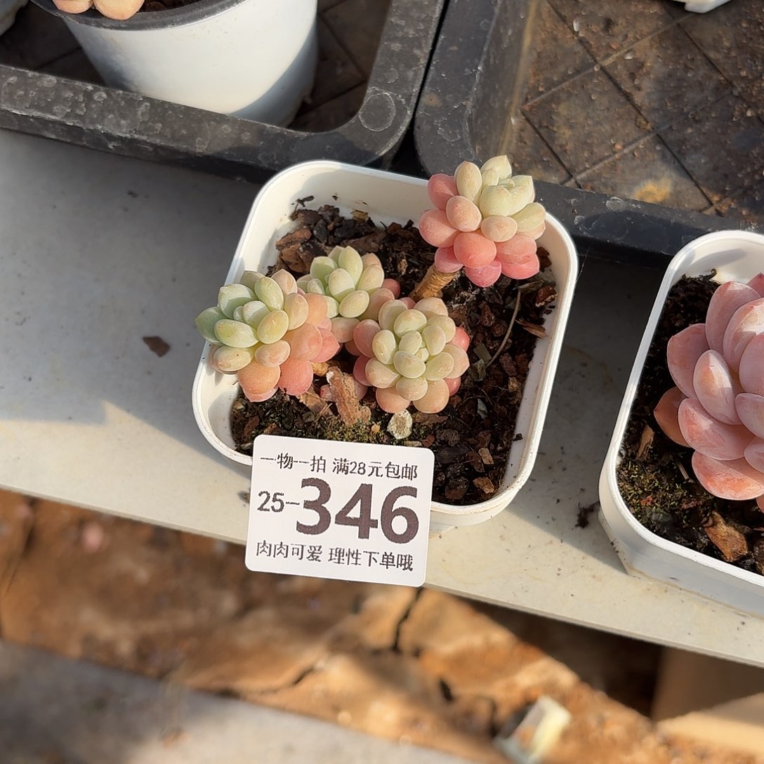 鱼子酱无盆土发货