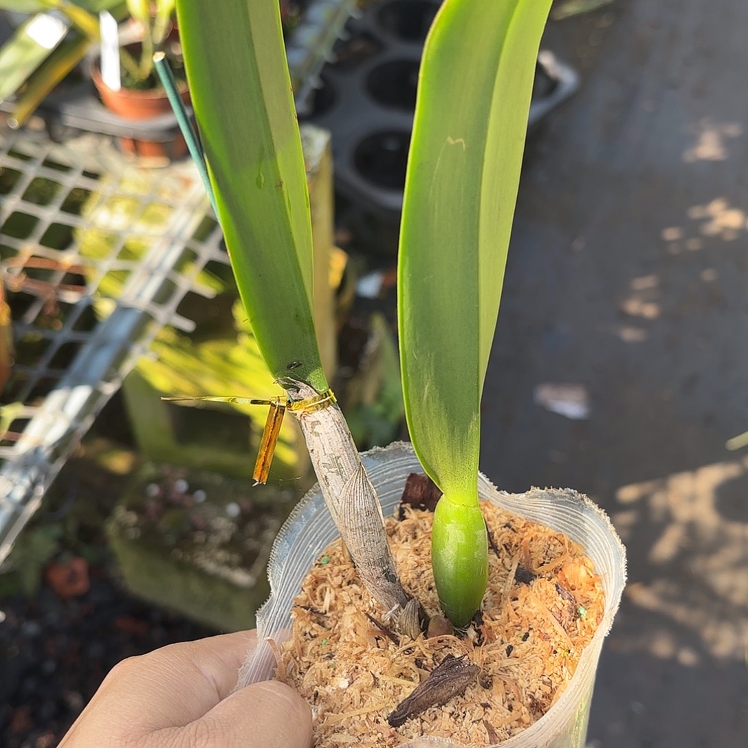 完全开放马交帕西