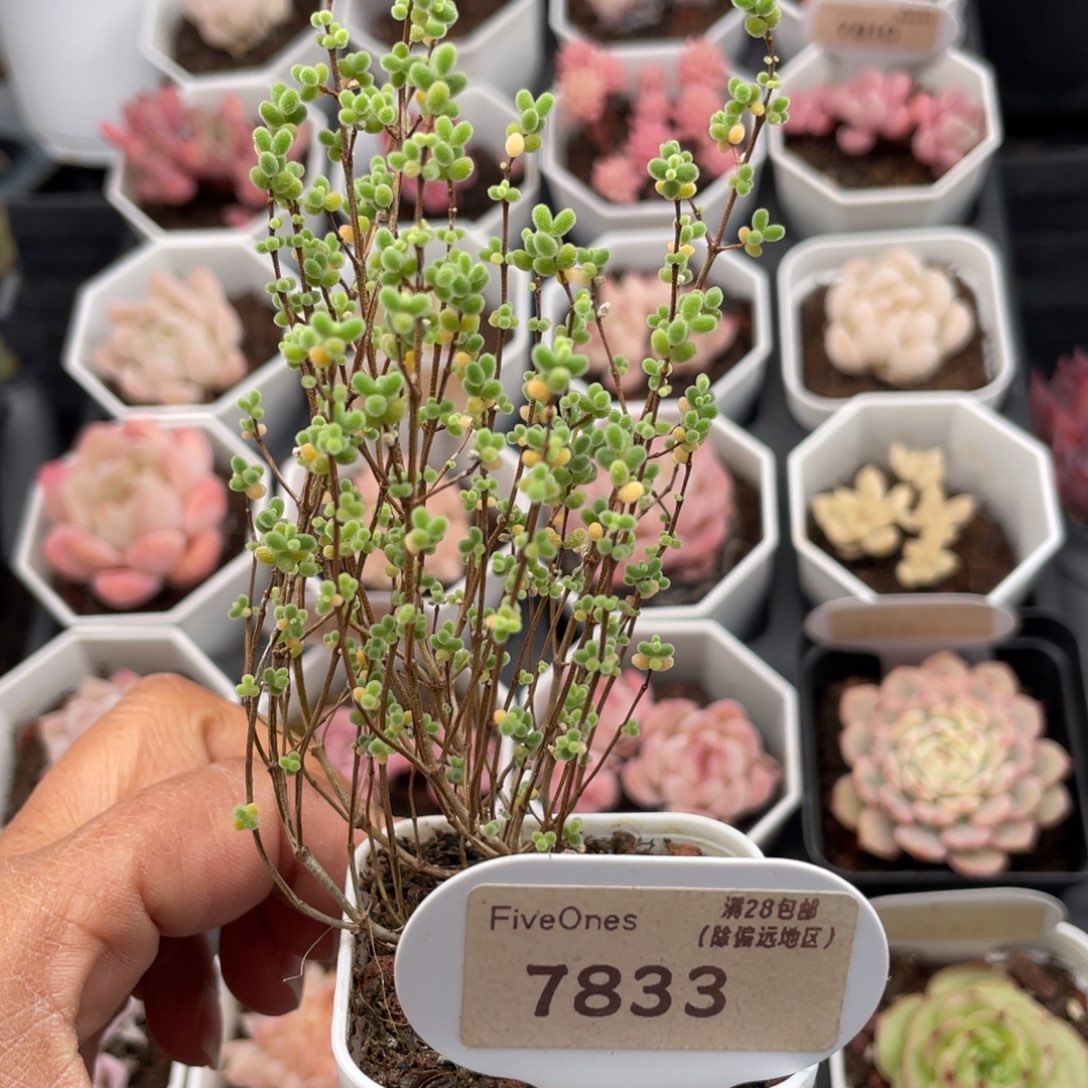 蜜叶糖球7833-7.0厘米