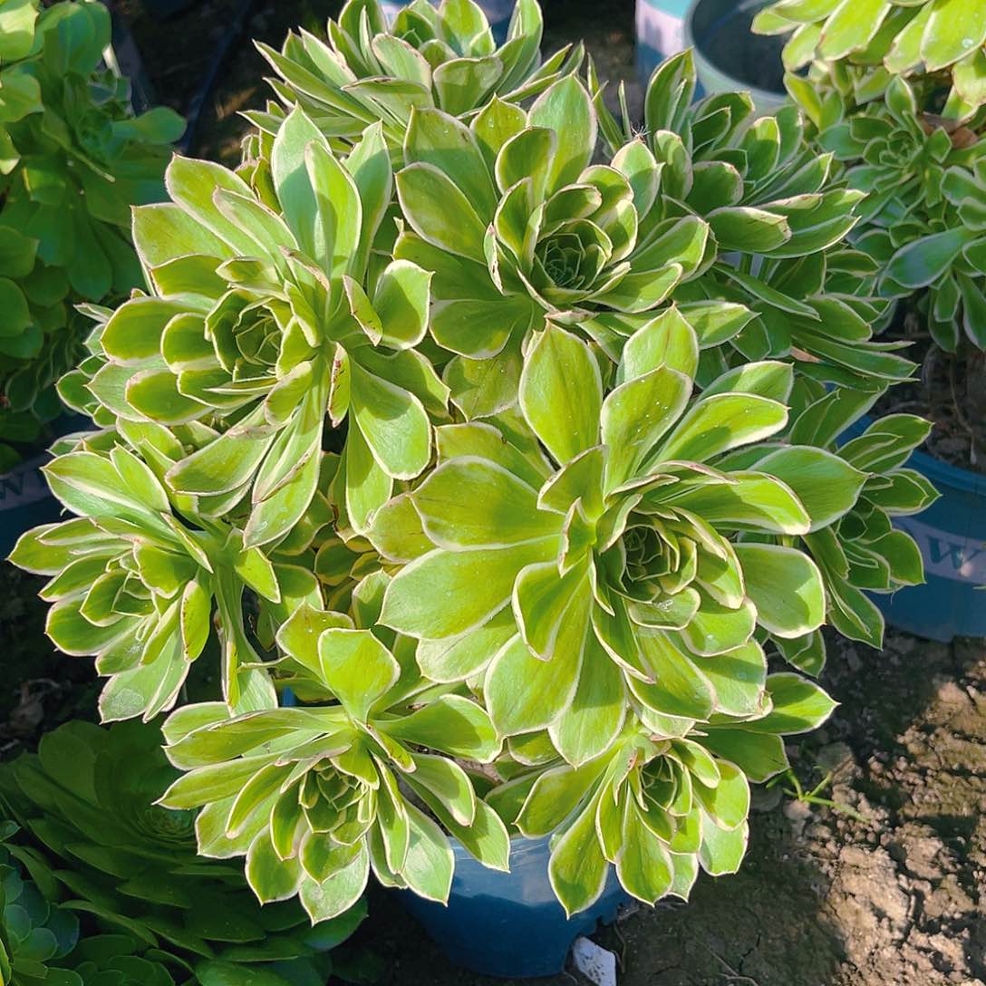 大叶法师无主头包邮法师