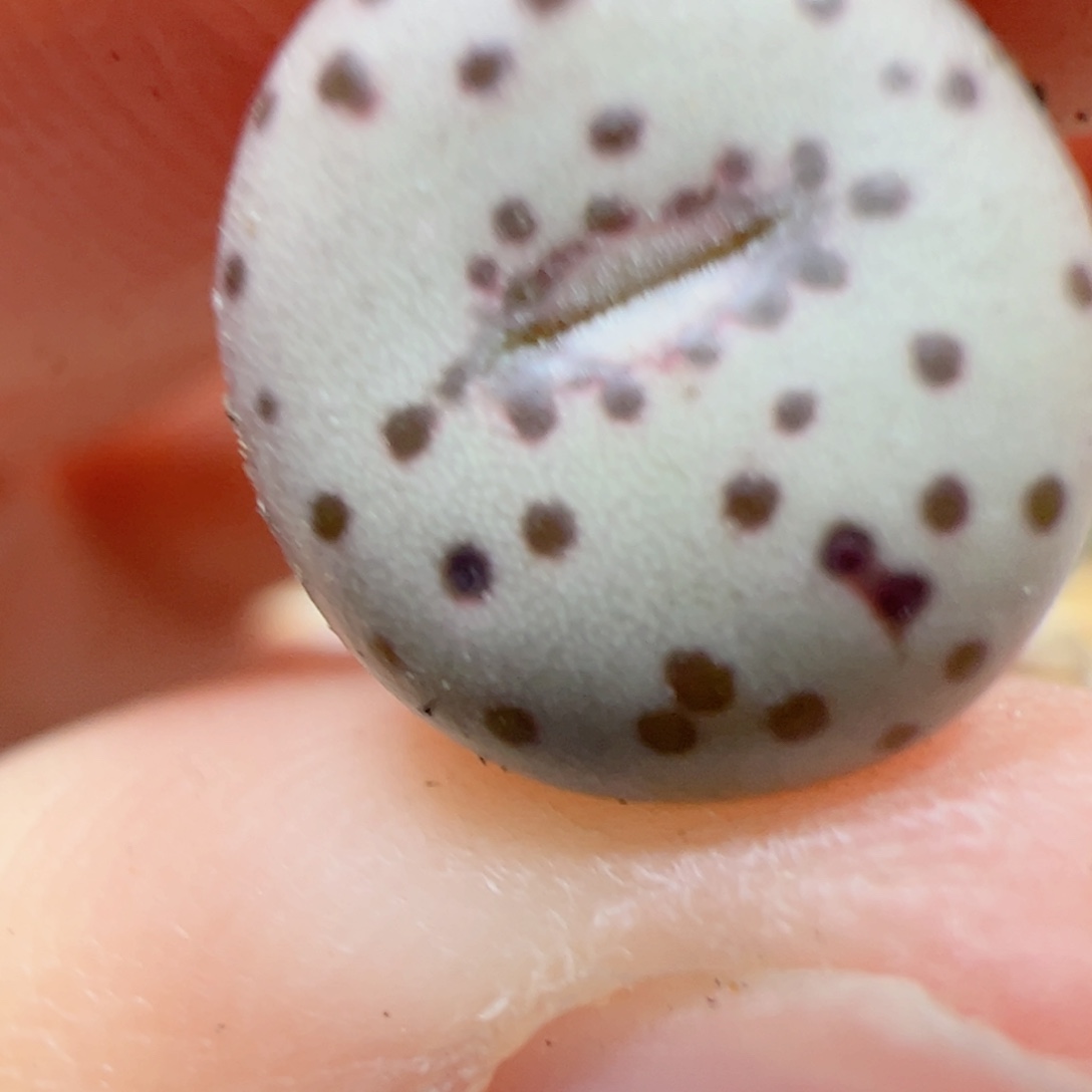 【闪购商品】139 火龙果