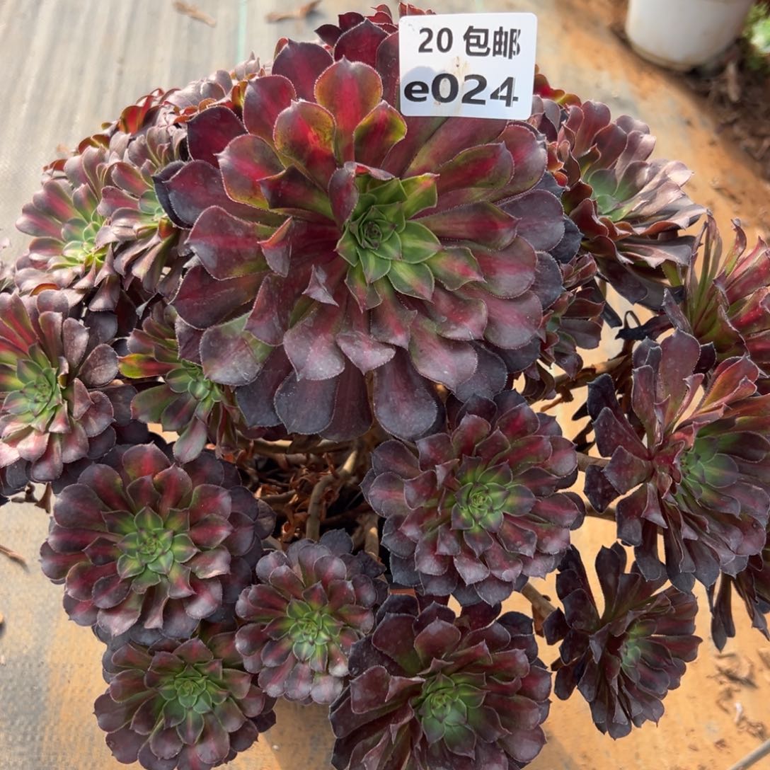 024月亮石，多肉法师