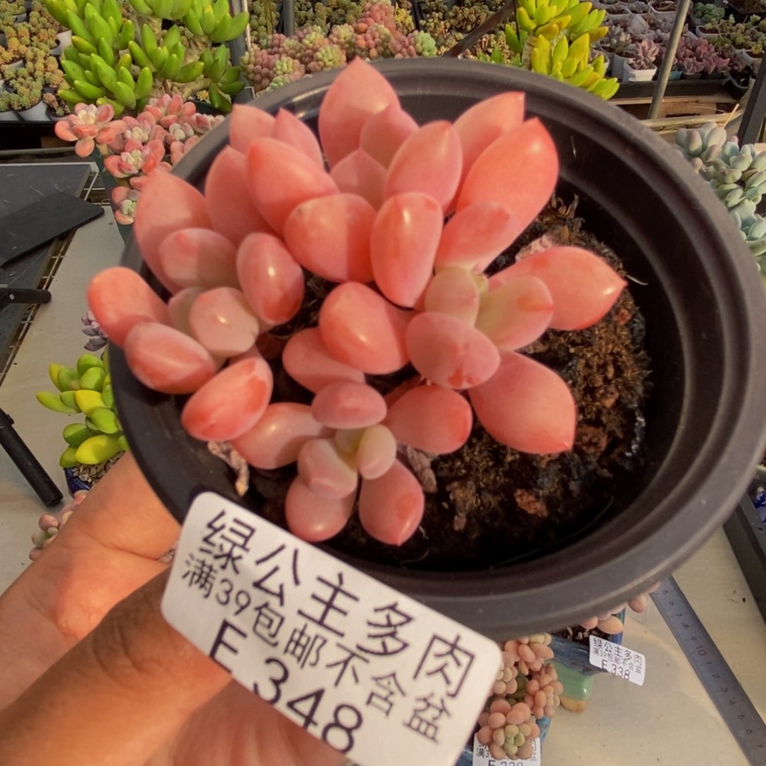 348粉桃花多肉6c m