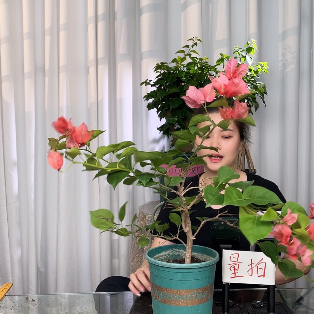 当前无花栽培后可以开花不甜西瓜中一颗