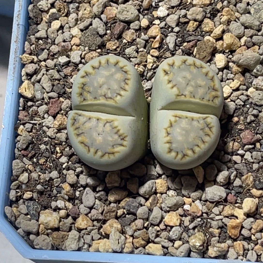 1297双头黄绿饼干1