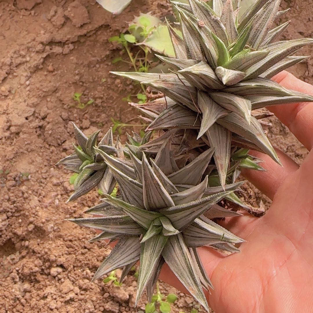 咖***糖块根植物块根植物