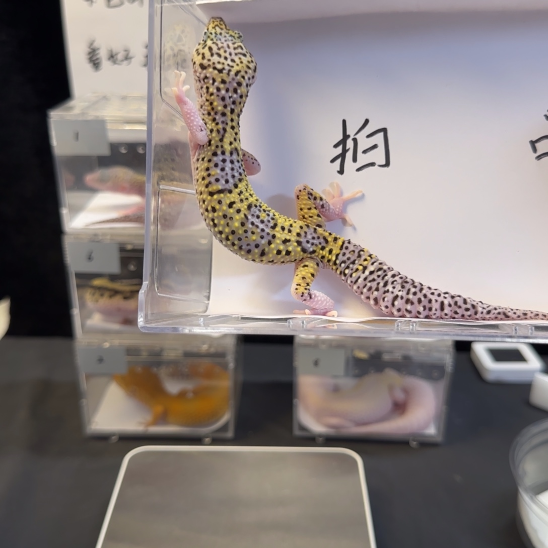 豹纹守宫55555555