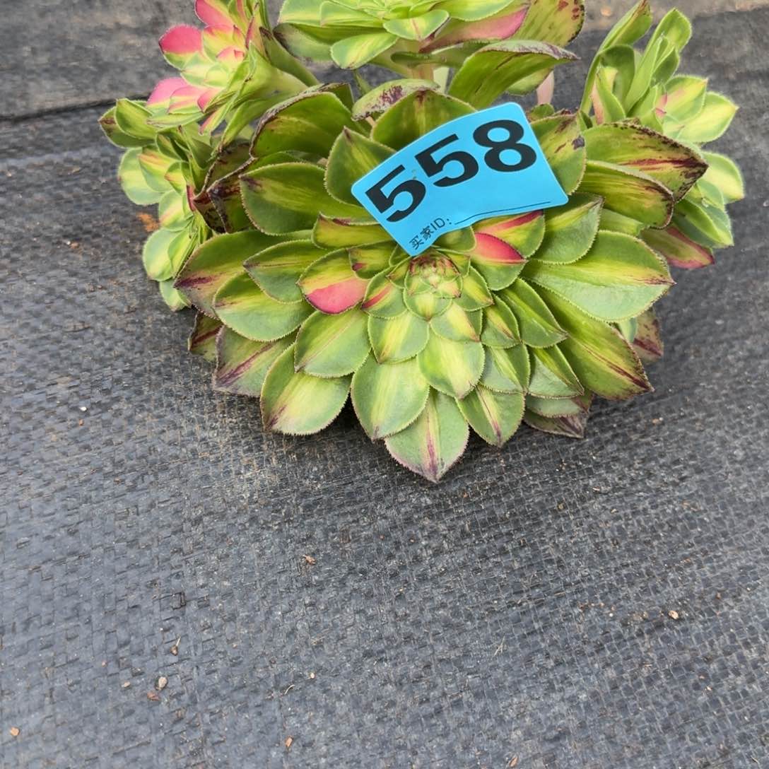 铁*娃558多肉知否发货