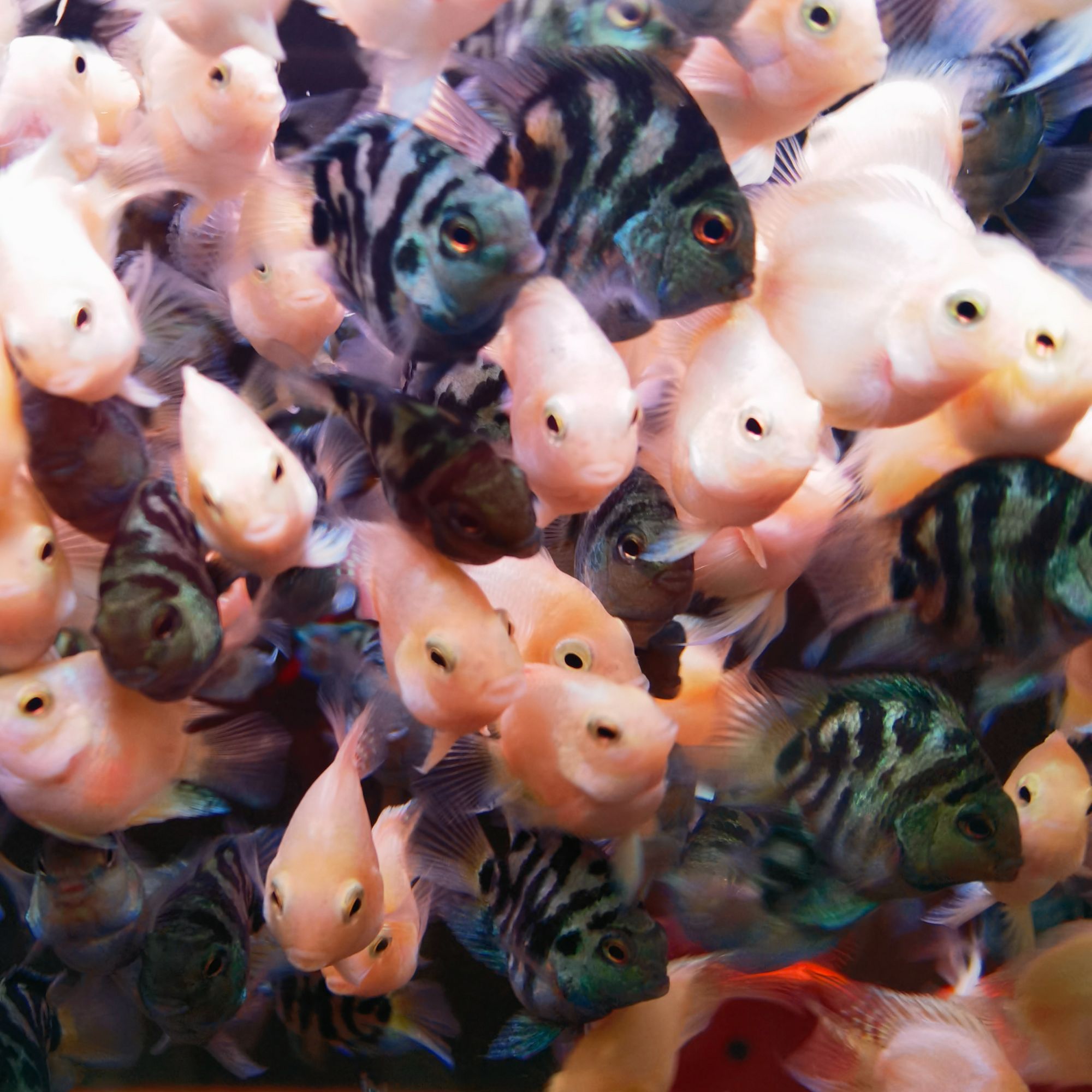 特价桃心迷你鹦鹉