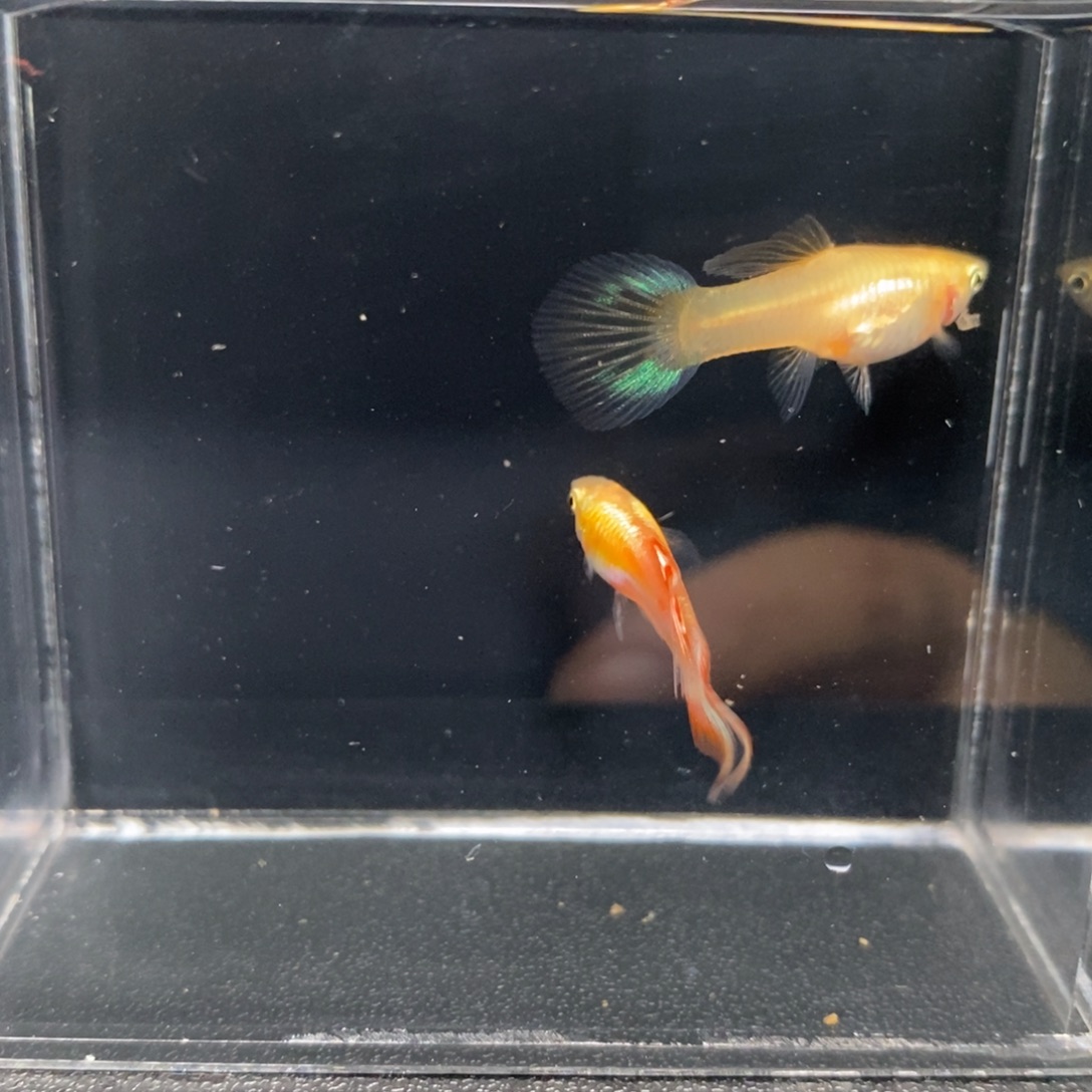 孔雀鱼特殊矛尾一对