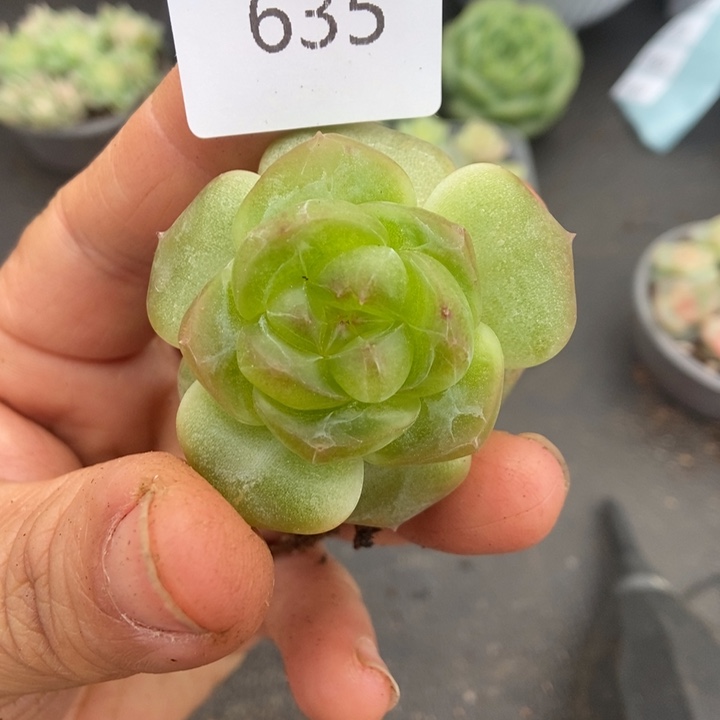 一物一拍一物一拍1010-635