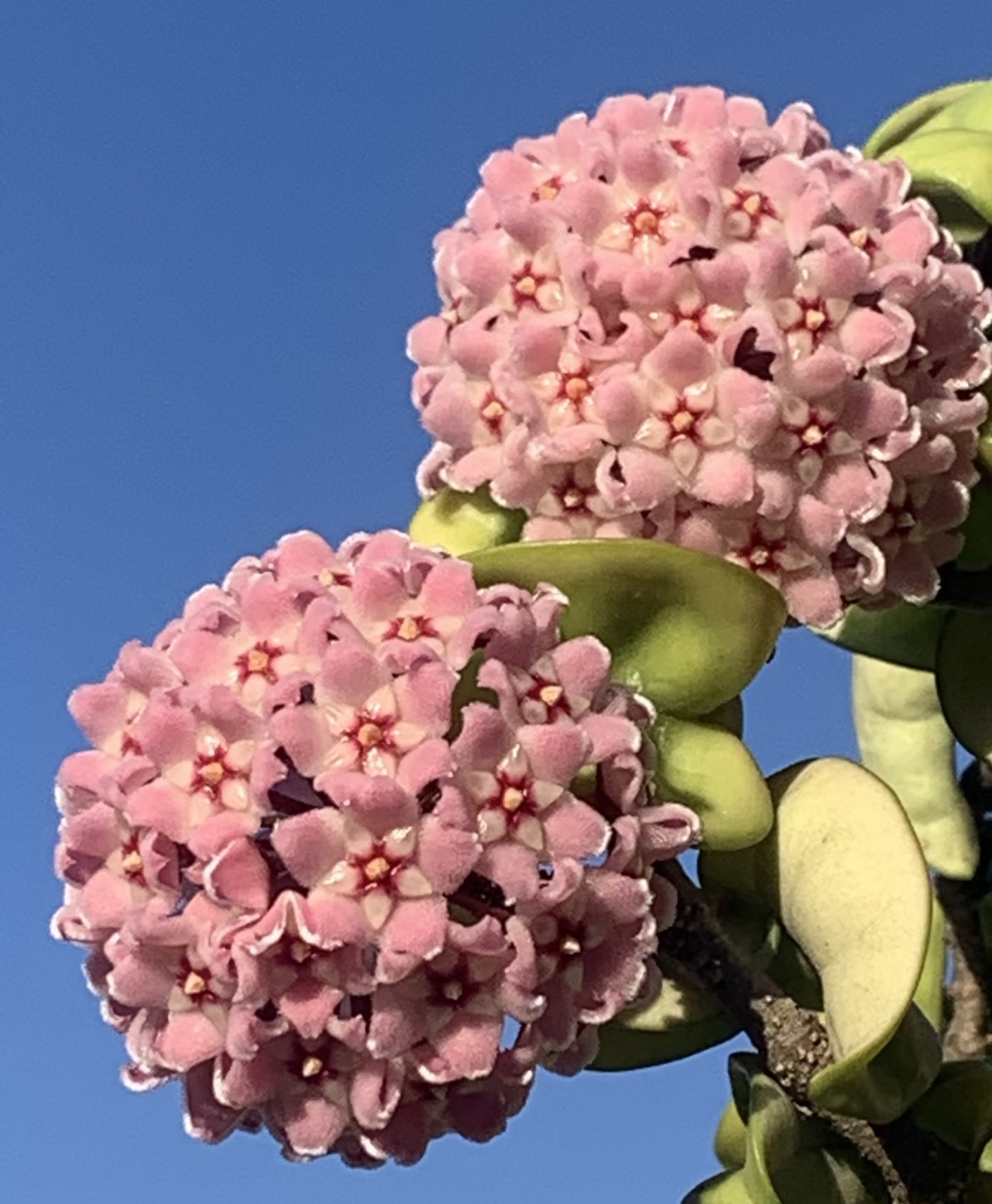 [兰斯]一盆美丽球兰