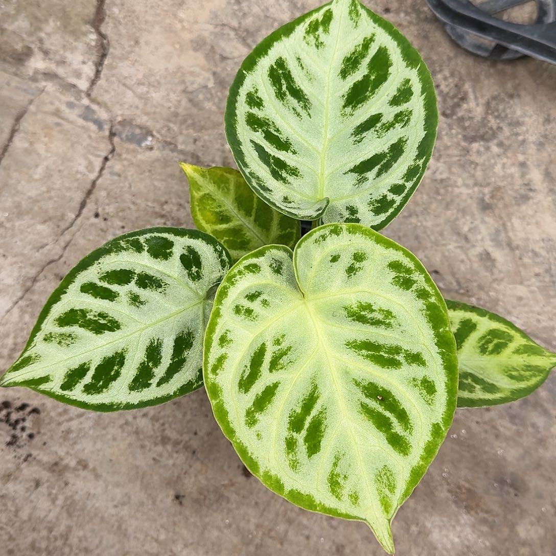 不开花植物高银度铜锣烧P72