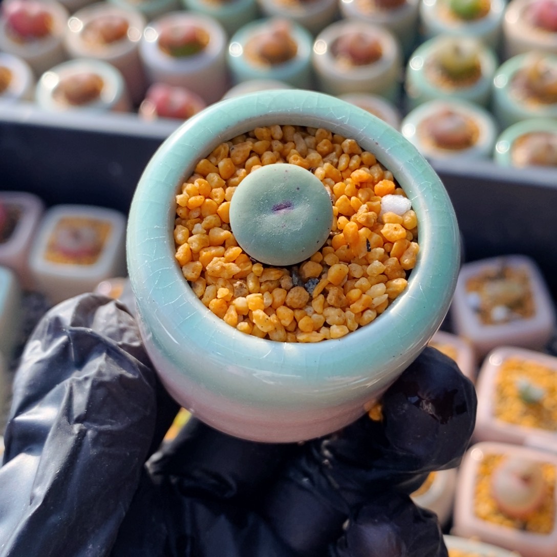 用****43756--一物一拍 带盆