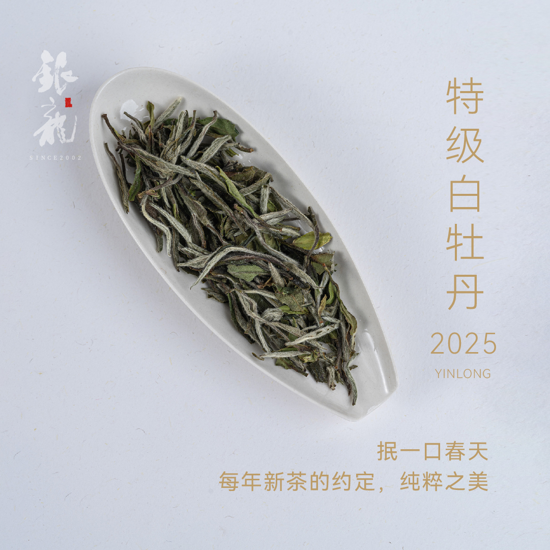 【2025年特级白牡丹】银龙 白茶 福鼎白茶