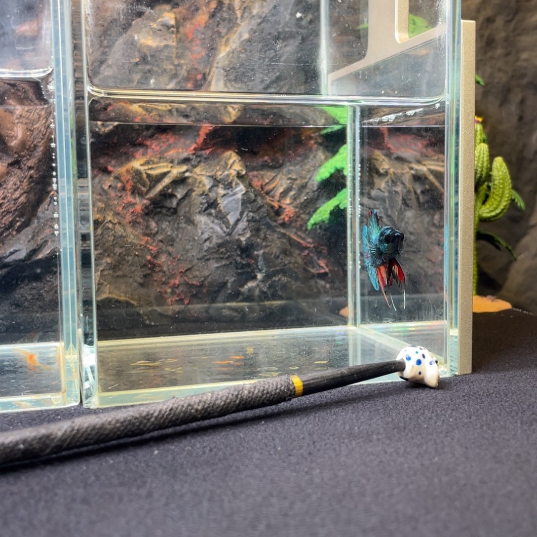 斗鱼十二月七日竞价