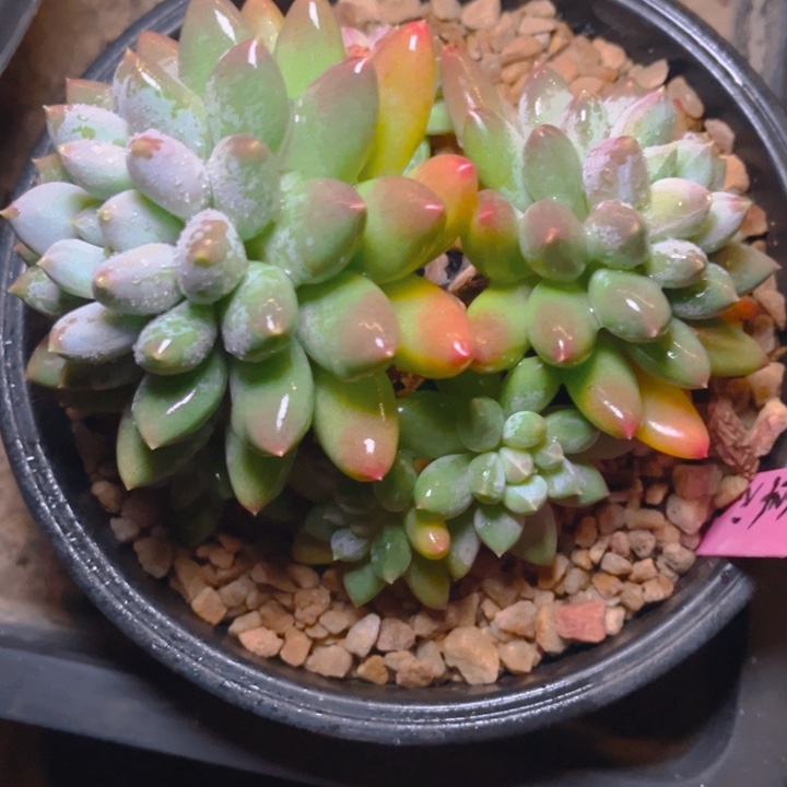 会***鱼1111111111111111111111