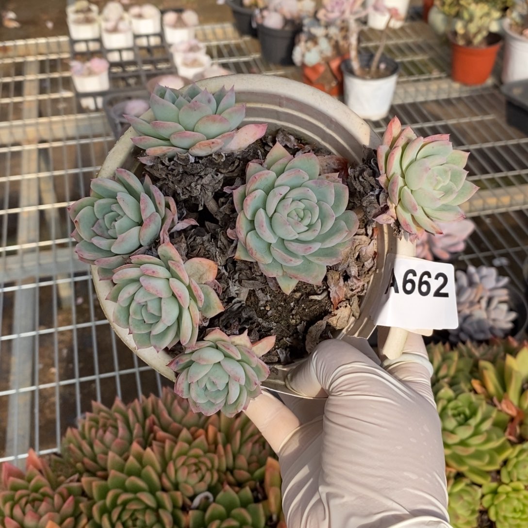 662莎莎女王一物一拍