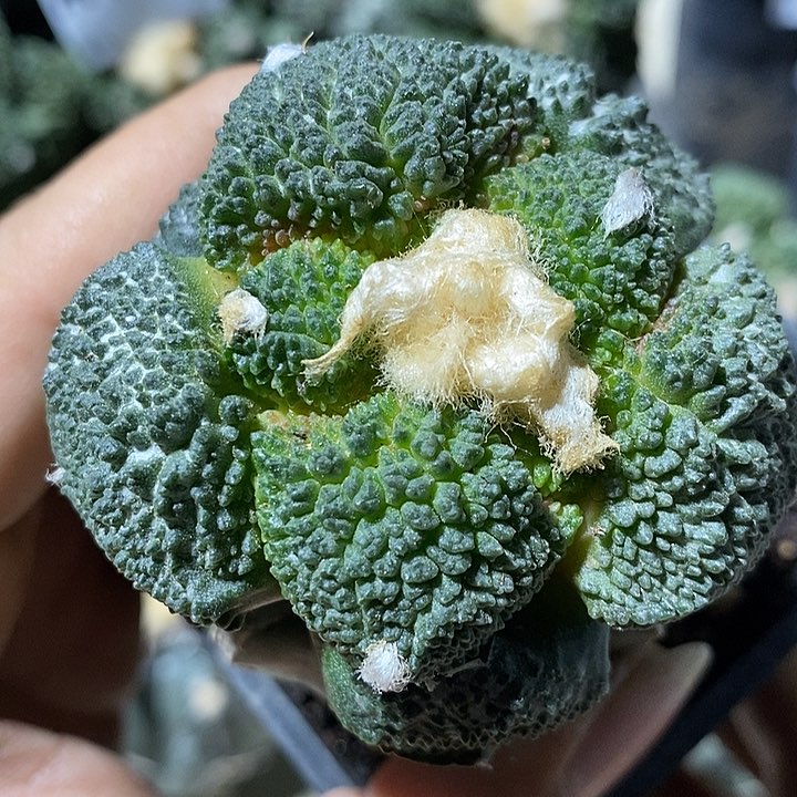 苗接厚叶哥斯拉牡丹。645号