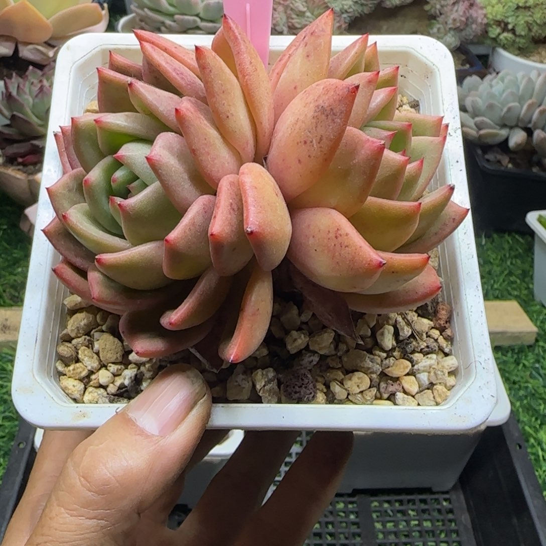 锦安精品多肉植物285