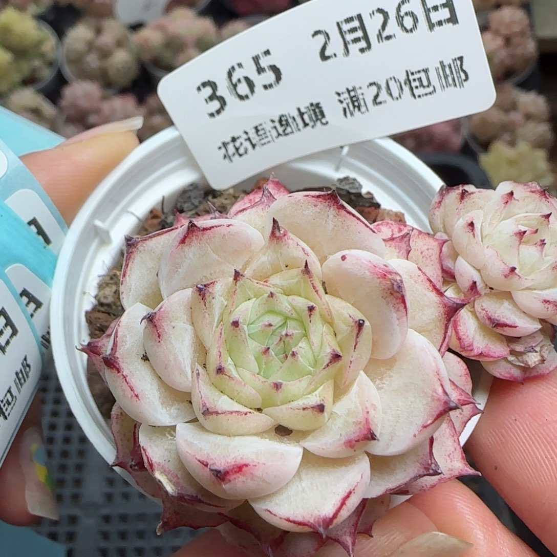 花语逸镜0226-365开播福利
