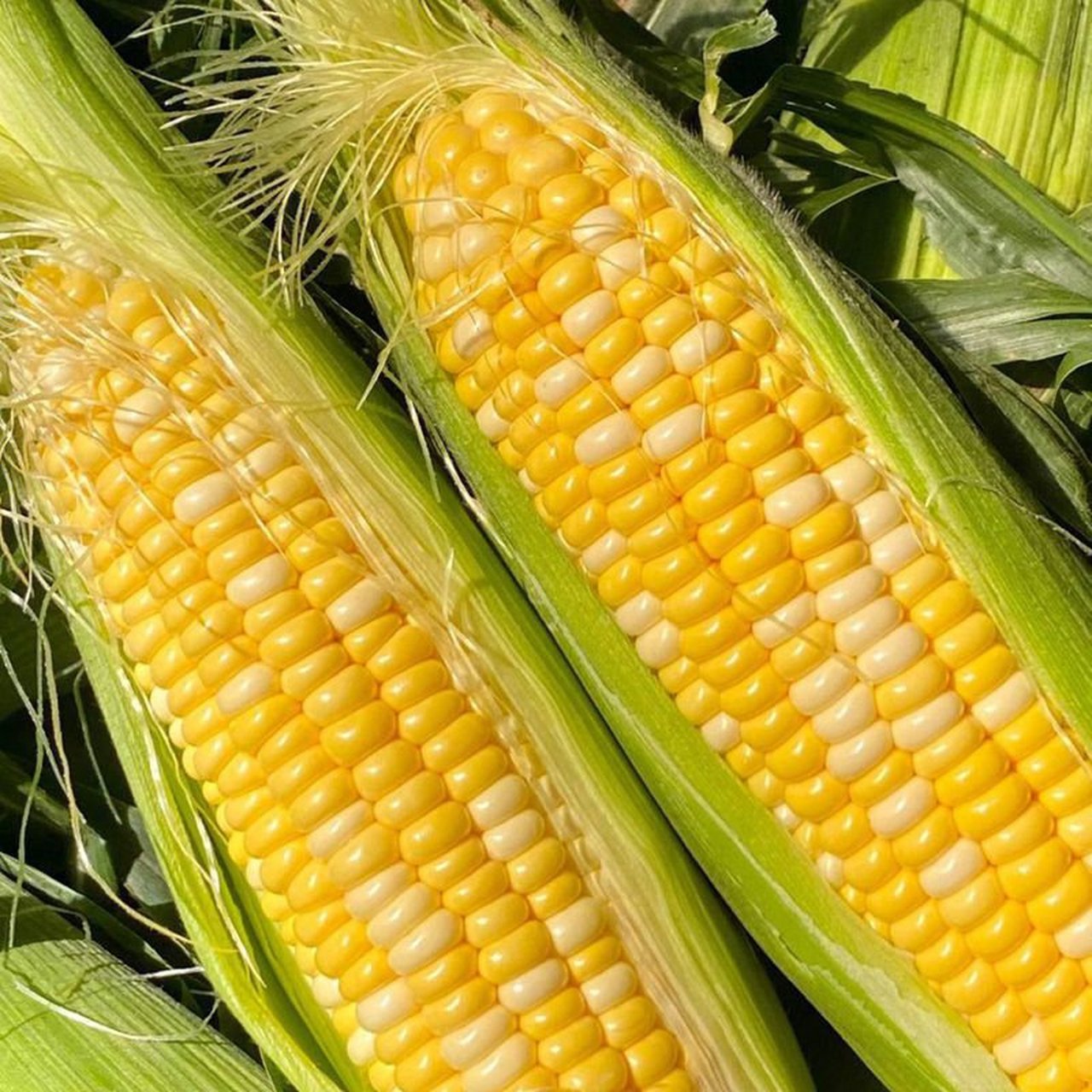 【5斤精品大穗5-8根】云南新鲜水果甜玉米脆甜可生吃爆浆包谷营养粗粮饱腹感早餐