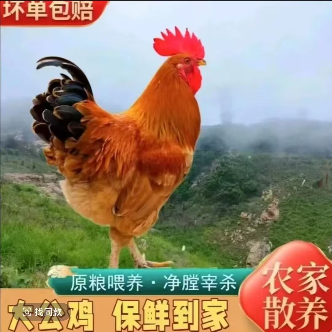 【6.4 壹】林间放养土公鸡大公鸡  单只净重7-8斤 冷链运输