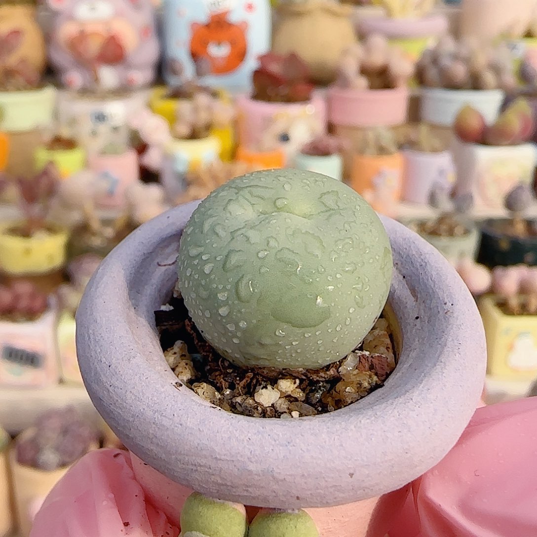 圆滚滚鸽子蛋 盆口2cm