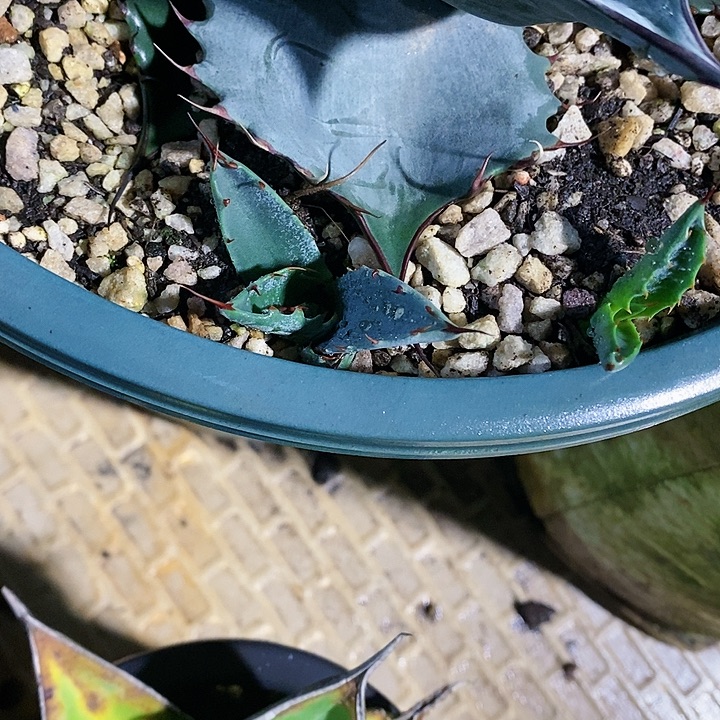 多肉植物龙蛇兰植物