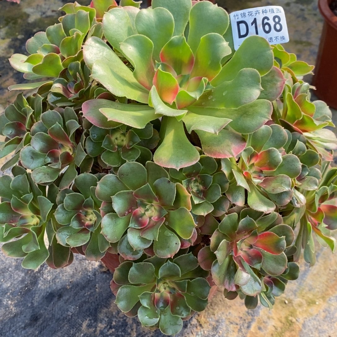 168香妃福利一棵，