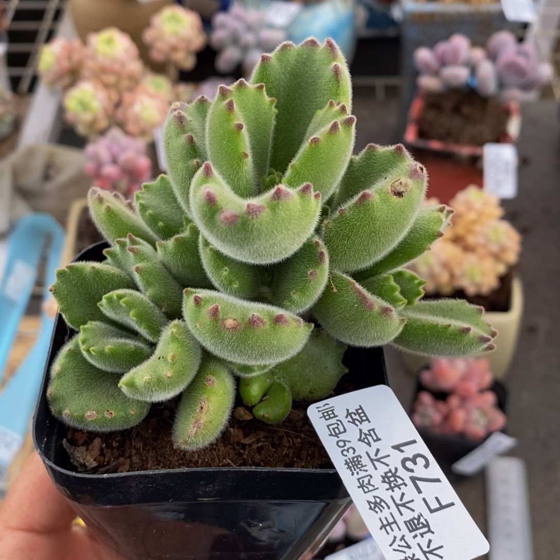 熊731/8cm多肉多肉