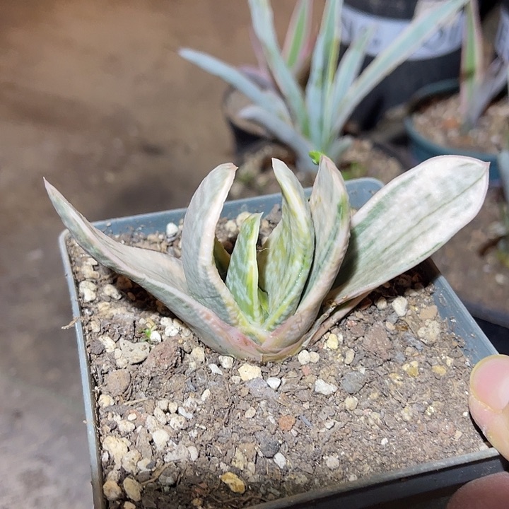 满38包邮2天凑单，脱土晾根发货多肉植物