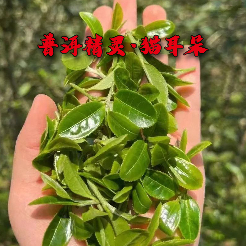 倚邦·猫耳朵2024年春茶 普洱茶精灵6g*2泡 茶样品鉴装【拆封不退】