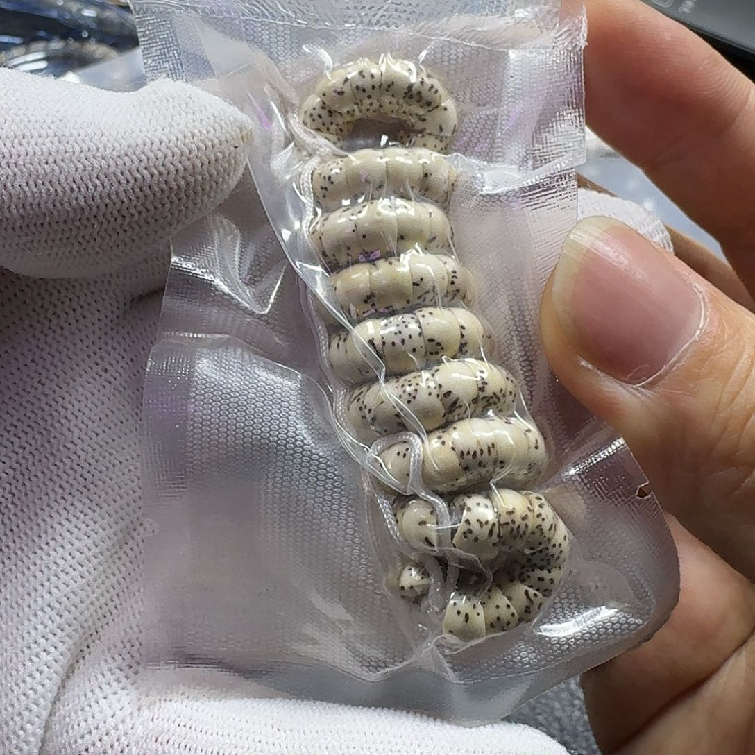 星月菩提手串用****87mm原生态留白大肠（氧化走色）