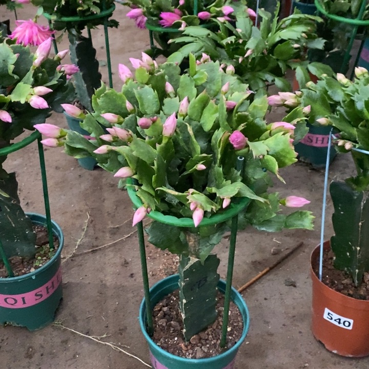 大部分花苞少量开放554嫁接073