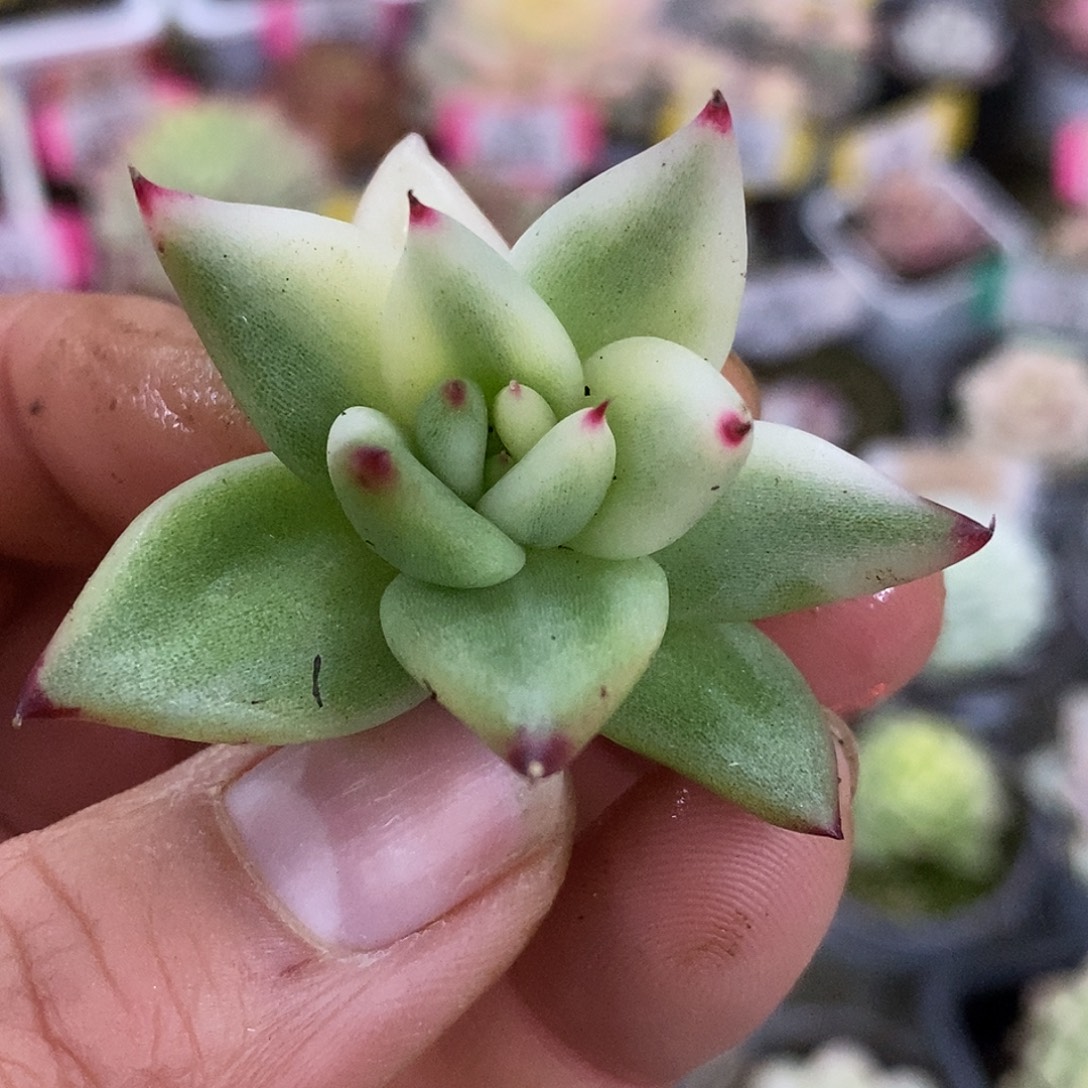 551头盖乌木在哈哈哈哈哈