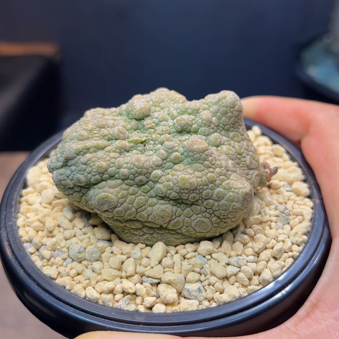 变异凝蹄玉Zzzzzzzzzzzzzz