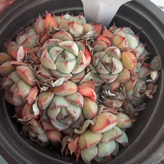 252黄金春雨一物一拍多肉