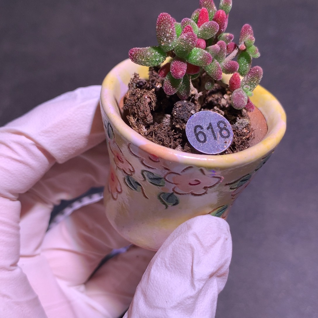 618 枝干番杏。蜜橘