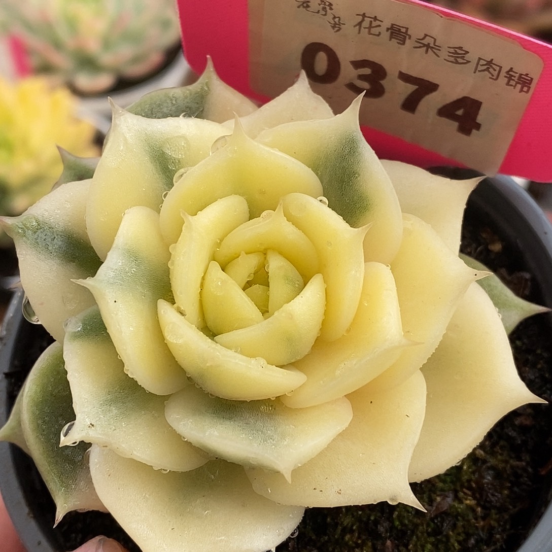 374贝加尔湖哈哈哈哈