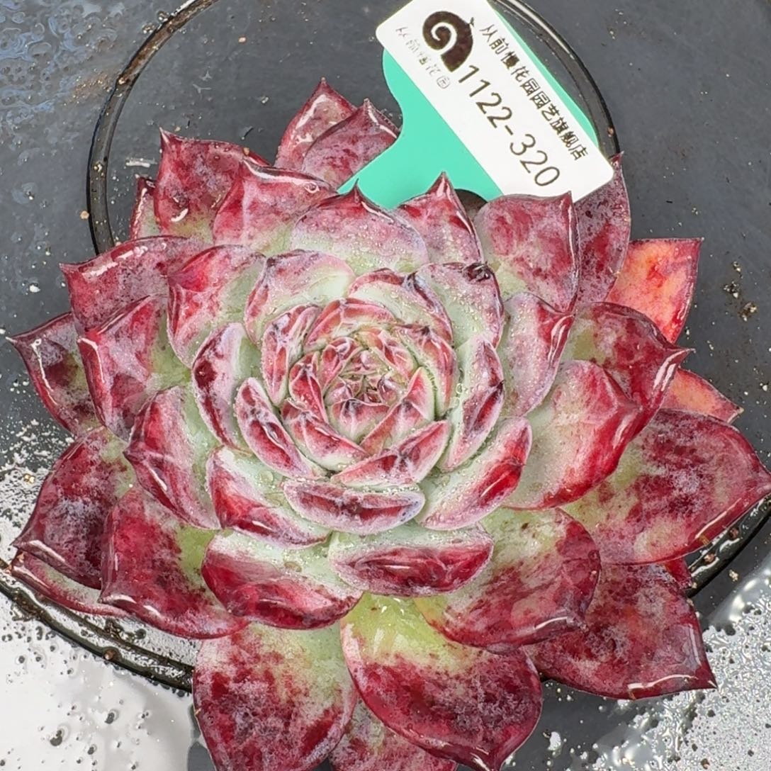 从前慢花园多肉编号1122-320