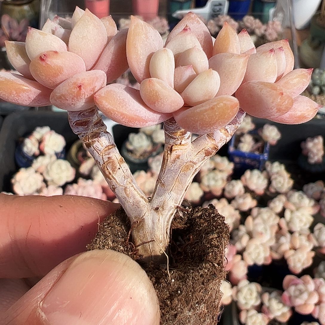 多肉星星雪小树叉